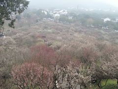 -香雪海