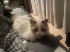 -lincat·猫舍(广州店)
