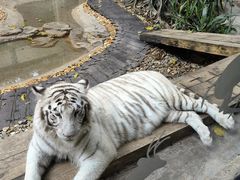 -麒麟中餐厅·经典粤菜·地道菜式老字号(广州长隆酒店)