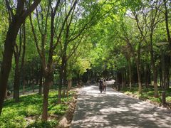 -大兴滨河森林公园