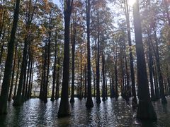 -渌洋湖湿地公园