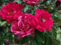 -亚龙湾国际玫瑰谷