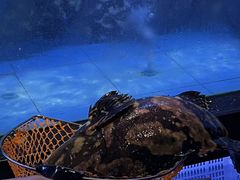 -1718海鲜姿造(苏宁宴请臻选店)