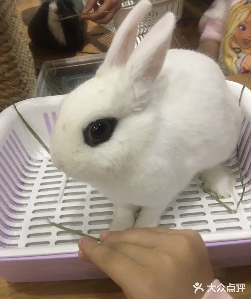 放电好去处 || 藦茜花园宠物主题体验馆