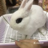 放电好去处 || 藦茜花园宠物主题体验馆