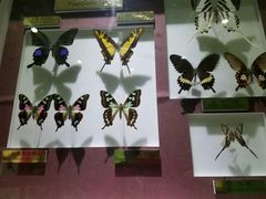 -上海昆虫博物馆