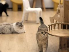 -有喵·猫咖·狗咖·30几只猫10只小狗(岗厦店)