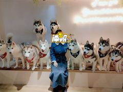 -Husky Go! 哈士奇体验馆·宠物咖啡厅狗咖