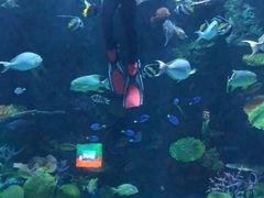 -暹罗海洋世界