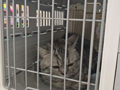 -北京观赏动物医院·24小时大型综合·猫专科·异宠专科