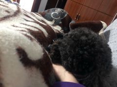 -佳雯宠物医院(金华南路分院)