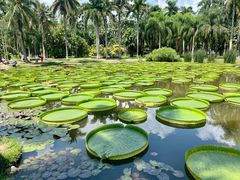 -中国科学院西双版纳热带植物园