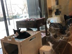 -猫大福·Fortune Cat猫舍(百子湾店)