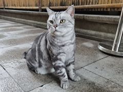 -龙华寺