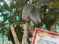 -龙寺生态园