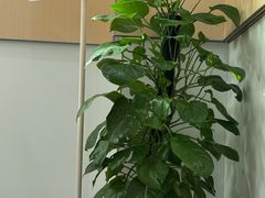 -西安交通大学口腔医院(主院区)