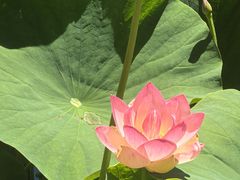 -墨尔本皇家植物园