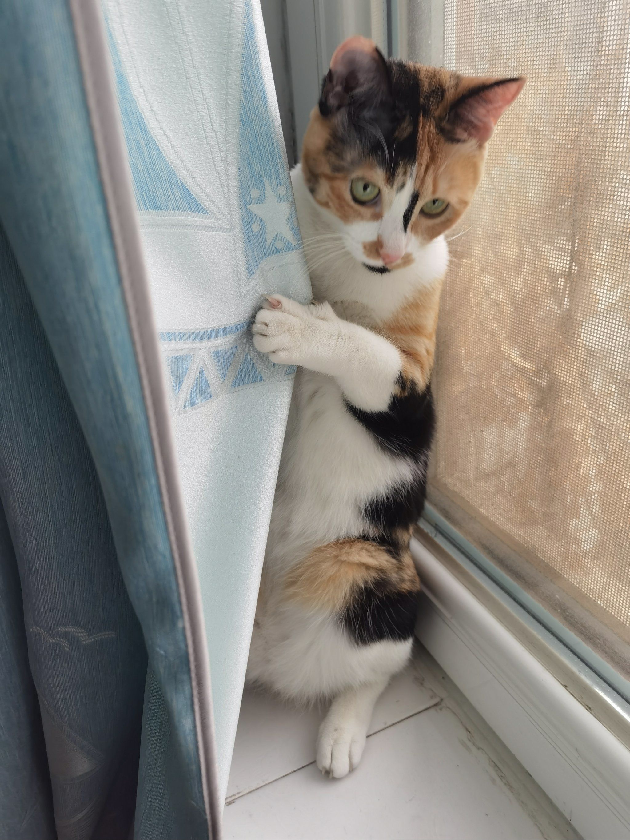 小猫猫的照片怎能只分享一张!