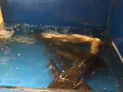 -小湘旺臭鳜鱼(百子湾店)