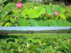 -荷塘月色湿地公园·向阳花洲