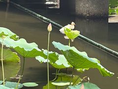 -荔湾湖公园