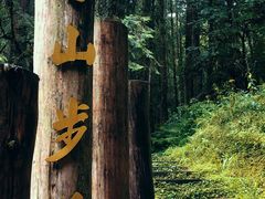 -阿里山神木遗迹