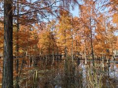 -池杉湖湿地公园