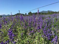 -北京东方普罗旺斯薰衣草庄园