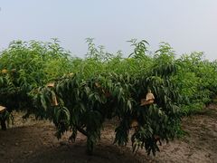 -樂桃源奉贤黄桃种植采摘基地