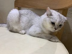 -藏猫猫咖啡主题馆(中央大道店)