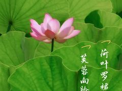 -莲花池公园