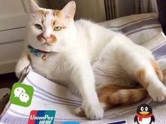 -津门红姐熟梨糕茶汤糕干(爱国道店)