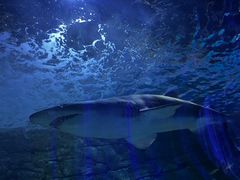 -悉尼海洋生物水族馆