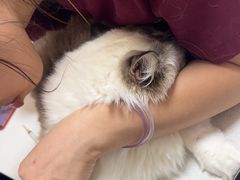 -瑞派康怡24h宠物医院·犬猫医疗中心·微创绝育(瑞景分院)