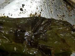 -老胡烧烤(龙茗商务楼店)