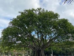 -深圳仙湖植物园
