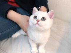 -lincat·猫舍(广州店)