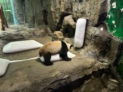 -广州长隆野生动物世界