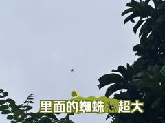 -野象谷景区