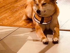 -柴务处·柴犬主题狗咖