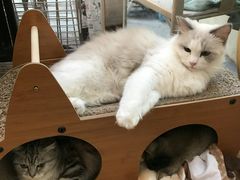 -猫咪派对(江南西店)