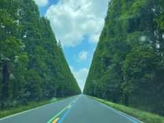 -黄海国家森林公园