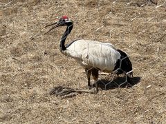 -新疆天山野生动物园