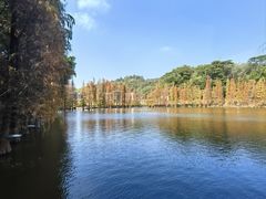-三水森林公园