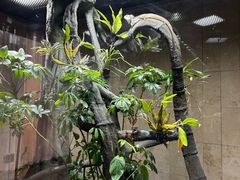 -帕帕拉兹宠物(亚洲旗舰店)