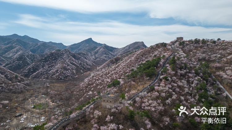 黄花水长城 桃花图片