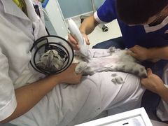 -中农大我爱我爱24h动物医院·中医针灸·猫专科·骨科医疗中心(双井店)