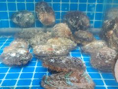 -宾朋海鲜饭庄(兴海路店)