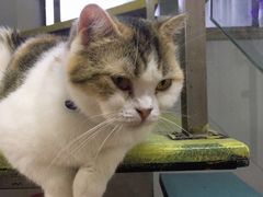 -三花喵·撸猫购宠·宠物生活馆(虹桥南丰城店)