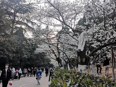 -武汉大学-樱园